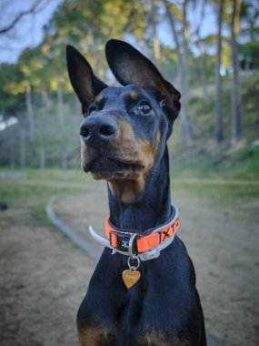 Siyah yakalı siyah köpek parkta