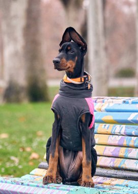 Parktaki bankta oturan sevimli siyah köpek yavrusu.