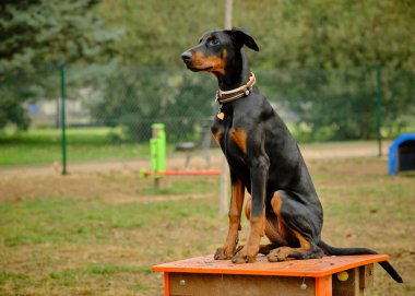 Tasmalı doberman köpeği
