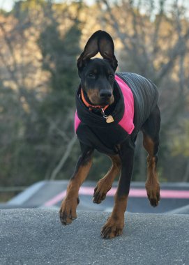 güzel siyah ve pembe teriyer köpek pembe yakalı tasmalı