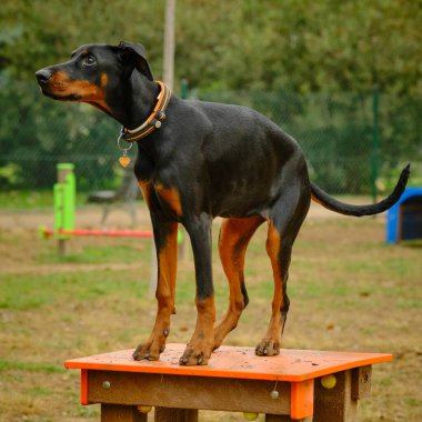 Çocuk parkında doberman köpeği