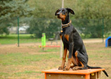 Bahçedeki turuncu bir köpeğin arka planında köpek yetiştiricisi Doberman 'ın portresi