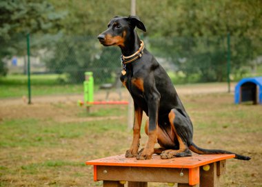 Parktaki köpek doberman köpeği