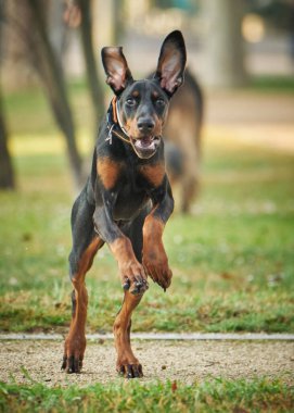 Alman çoban köpeği çimlerde koşuyor.