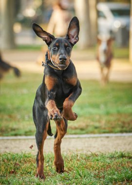 Doberman köpek yavrusu zıplıyor