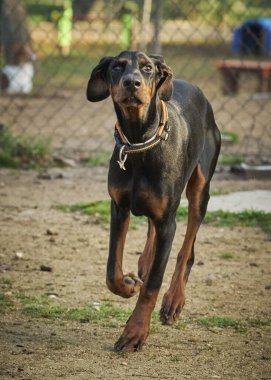 Parktaki portre köpeği.