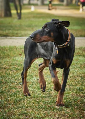 Çimenlerde koşan köpek cinsi Fransız kısa hava göstergesi.