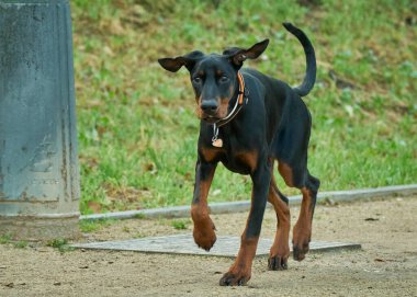 Köpek yetiştiricisi Doberman Berman yürüyüşe çıktı.