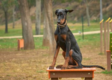 Parktaki siyah beyaz köpek