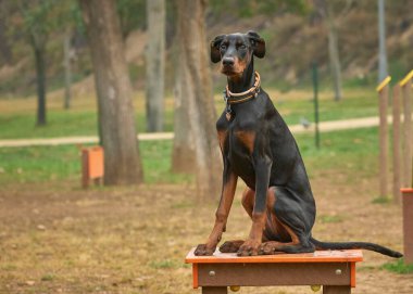 Yakalı siyah bir köpek.