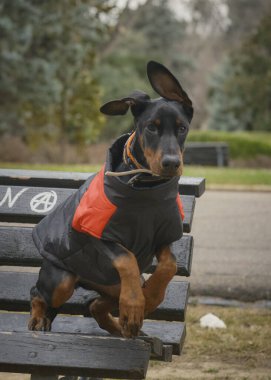 Siyah yakalı bir köpek parkta yürüyor..