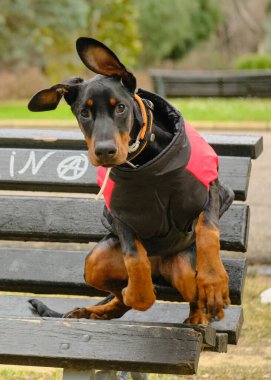 Parkta sahibinin yanında siyah bir köpek.
