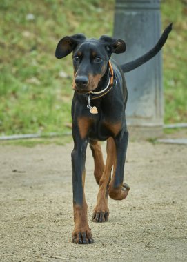 Yazın parkta siyah bir köpek