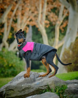 Ceket giymiş köpek.