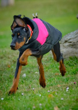 Parktaki siyah köpek.