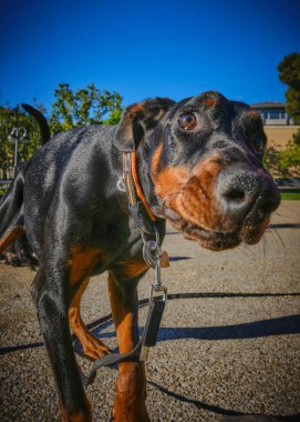 Mavi gözlü, sevimli, siyah bir doberman köpeğinin yakın plan fotoğrafı.