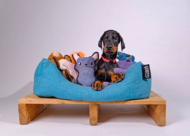 Köpek oyuncaklarla sepette oturuyor.