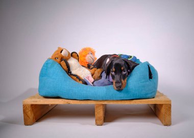 Siyah deri ceketli, gri arka planda mavi şapkalı Doberman köpek yavrusu.