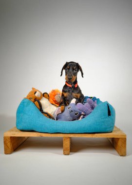 Mavi gözlü köpek yavrusu