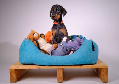 Dachshund köpeği ve oyuncak.