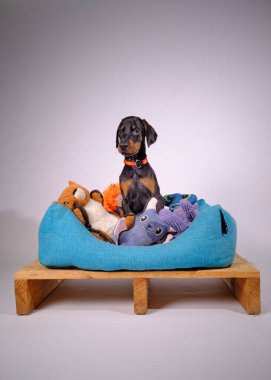 Oyuncak arka planda sevimli bir köpek.