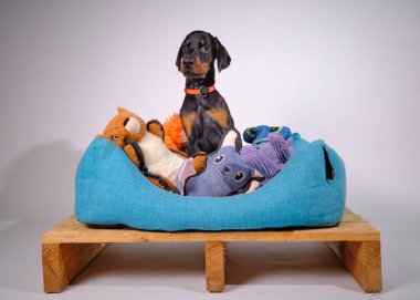 Stüdyoda beyaz arka planda köpek yavrusu