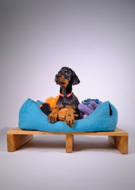 Köpek yetiştiricisi Jack Russell Terrier.