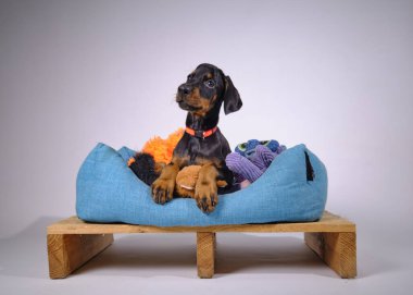 Köpek elinde oyuncakla kanepede oturuyor.