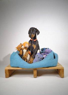 Yavru köpek yatakta.