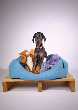 Siyah arka planda oyuncağı olan bir doberman köpeği yavrusu.