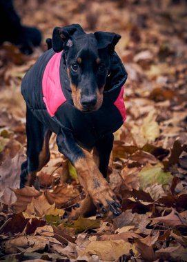 Sonbahar yapraklı köpek ormanda