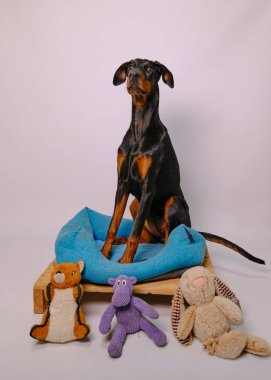 Oyuncak ve oyuncaklı köpek