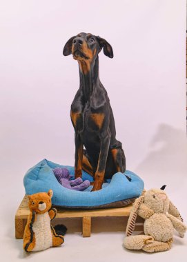 Mavi arka planda oyuncağı olan oyuncak köpek..