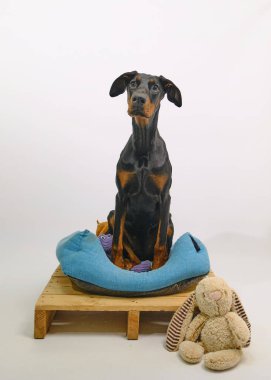 Beyaz arka planda sevimli bir köpek.