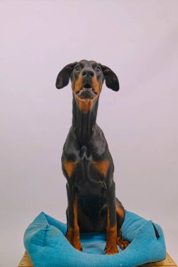 Köpek yavrusu Doberman.