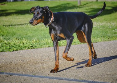 Siyah köpek cinsi doberman pinscher.