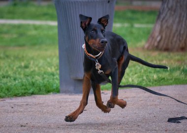 Doğadaki kara köpek.