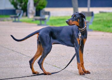 Köpek yetiştiricisi Doberman köpek yavrusu şehir sokaklarında yürüyor.