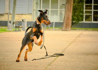Köpek parkta siyah bir boğayla oynuyor. Doberman köpeği.