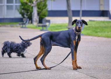 Parktaki köpek ve köpek. Doberman köpeği.