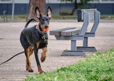 Bir doberman köpek yavrusu yazın halk parkında