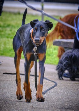 Farklı cinsten bir doberman köpeğinin portresi.