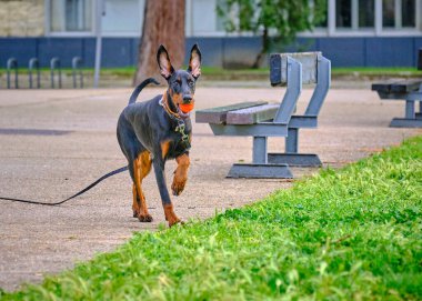 Tasmalı siyah köpek. Doberman köpeği.