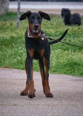 Köpeğin siyah köpek yavrusu şehirde. Doberman köpeği.