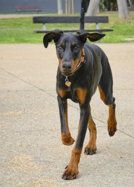 Parktaki siyah köpek.