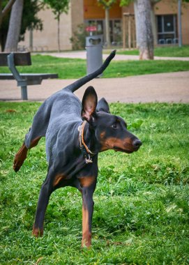Doberman köpek yavrusu yeşil çimlerde koşuyor..