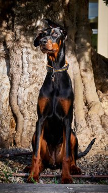 Güneşli bir günde bahçedeki bir doberman köpeğinin portresi..