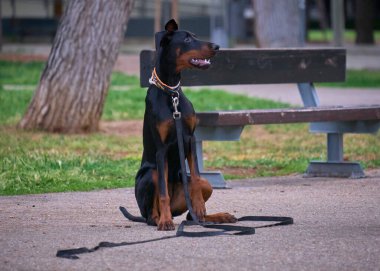 Köpek yavrusu Doberman 'ın dışarıda oturan portresi.
