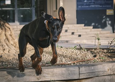 Doberman bir köpek yavrusunun portresi..