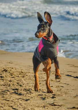 Stüdyodaki komik köpek. Doberman köpeği.